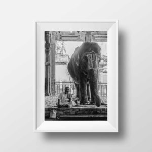 Madurai Temple Elephant Tamil Nadu