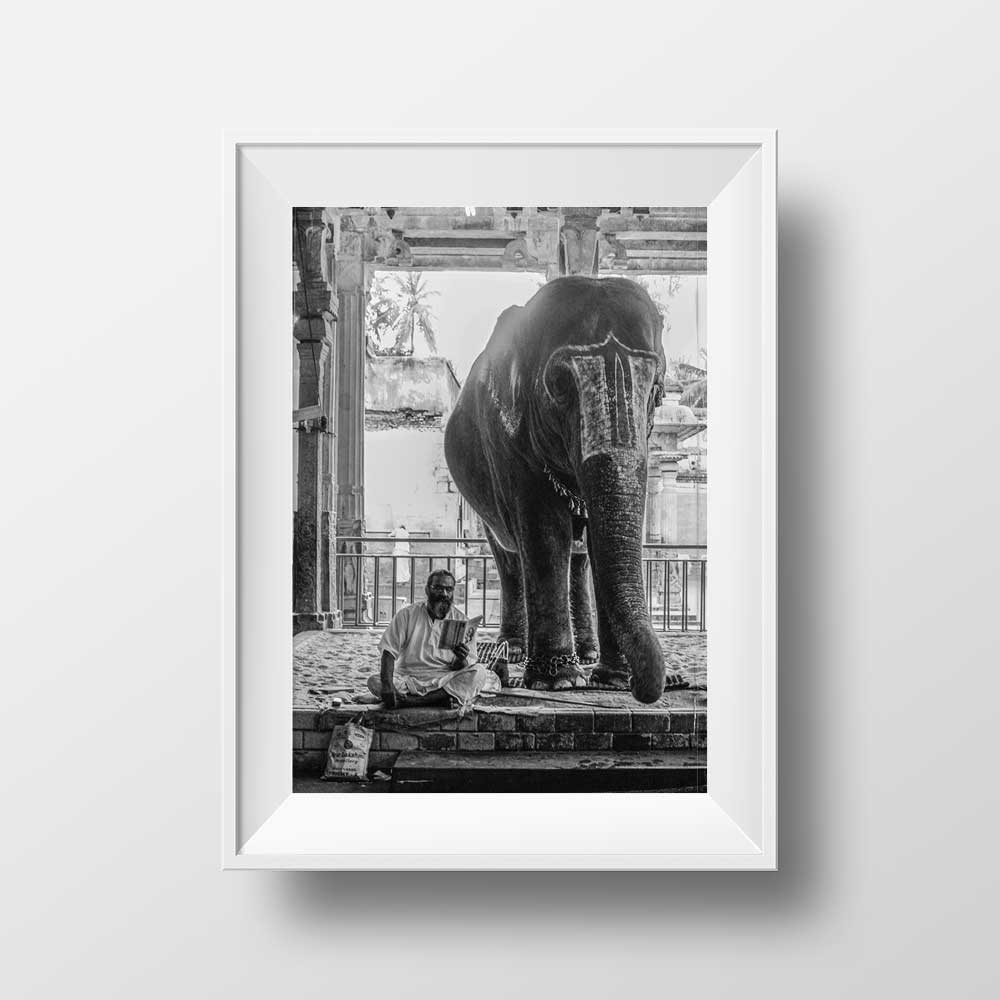 Madurai Temple Elephant Tamil Nadu