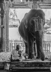 Madurai Temple Elephant Tamil Nadu