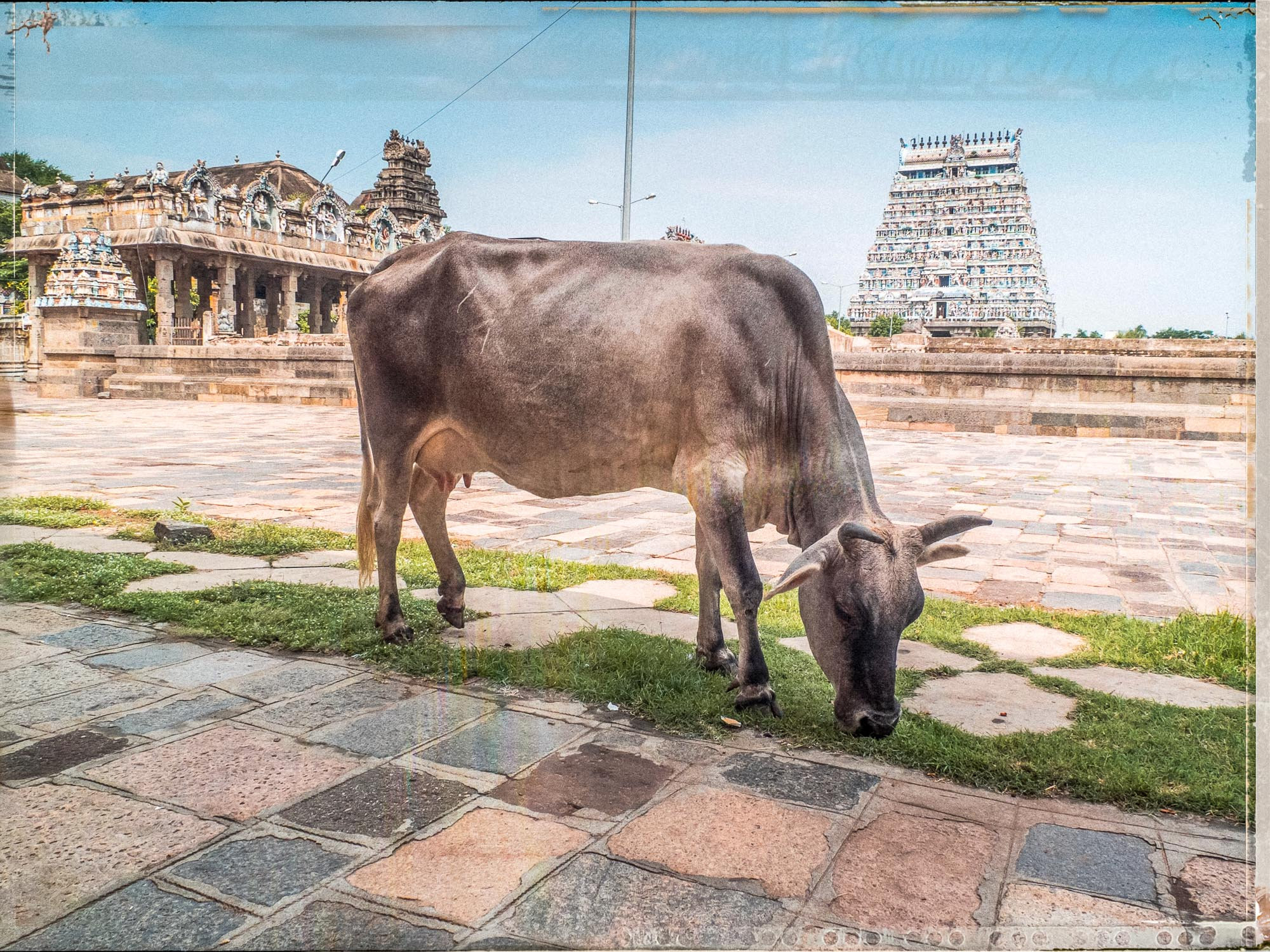 Tirage Photo Paris Couleur – Chidambaran Couleur Inde - Nataraja Temple Tamil Nadu Scène de rue Vache Inde du Sud Affiche Poster Voyage Décoration Murale – Paris – Image 5