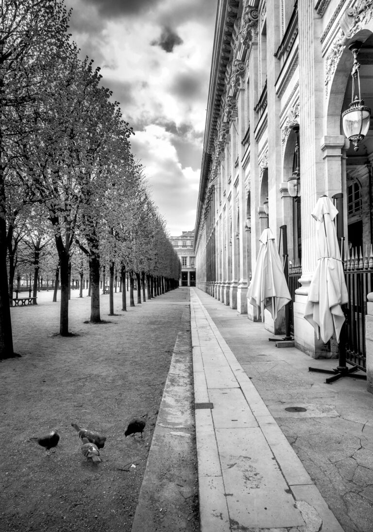 Photo Noir et blanc Jardin du Palais Royal Pigeons