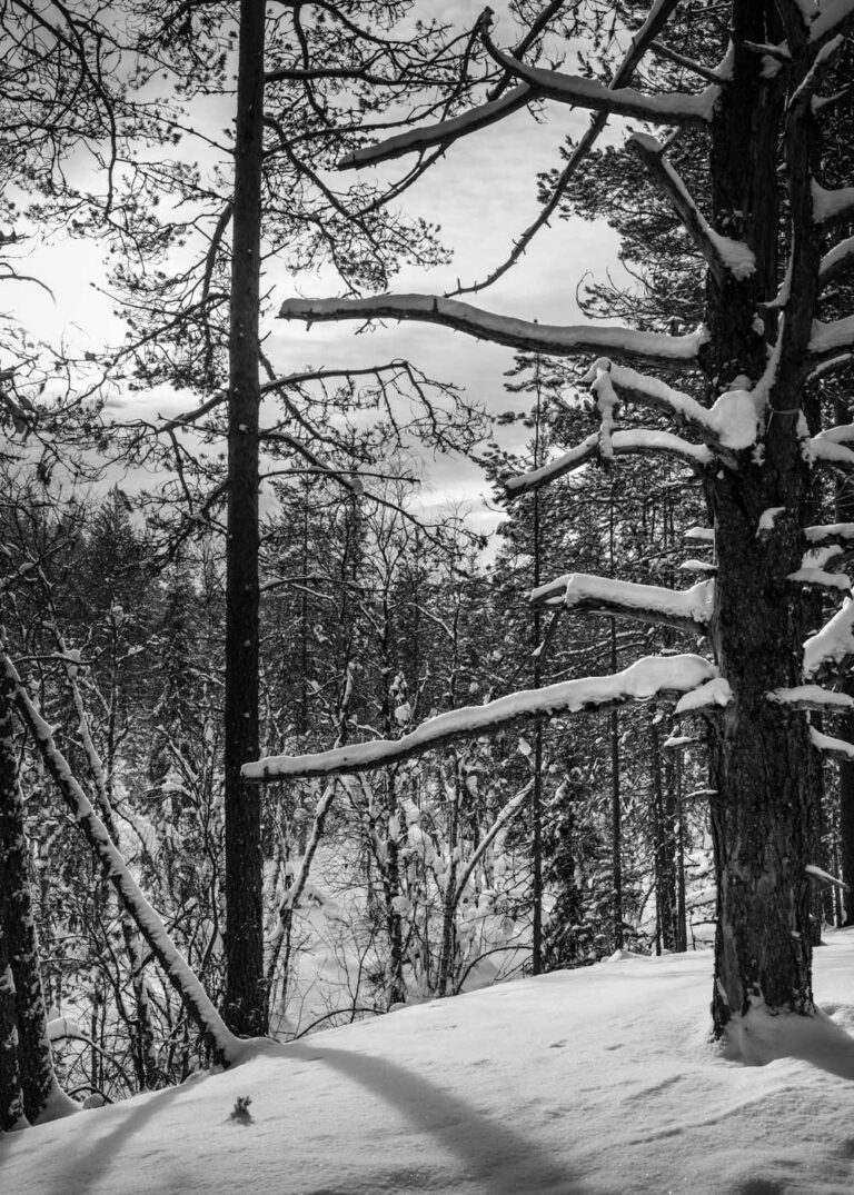 Tirage Photo Laponie – Finlande Paysage Neige Noir et Blanc