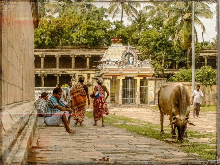 Inde Tamil Nadu scène temple vache